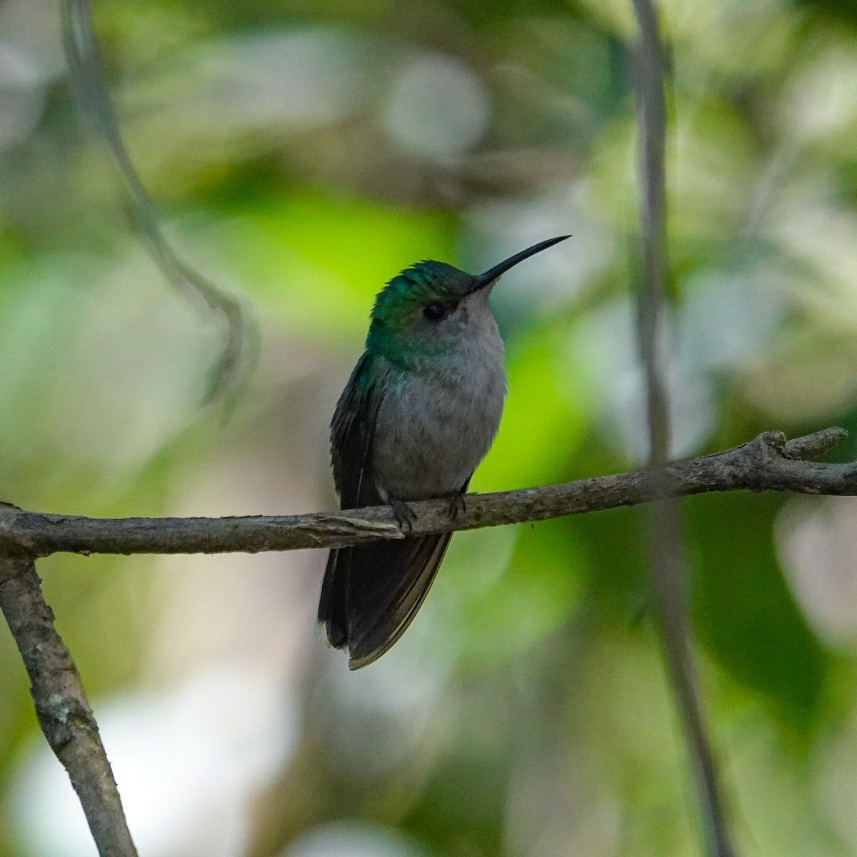 Mexican Woodnymph - ML647154118