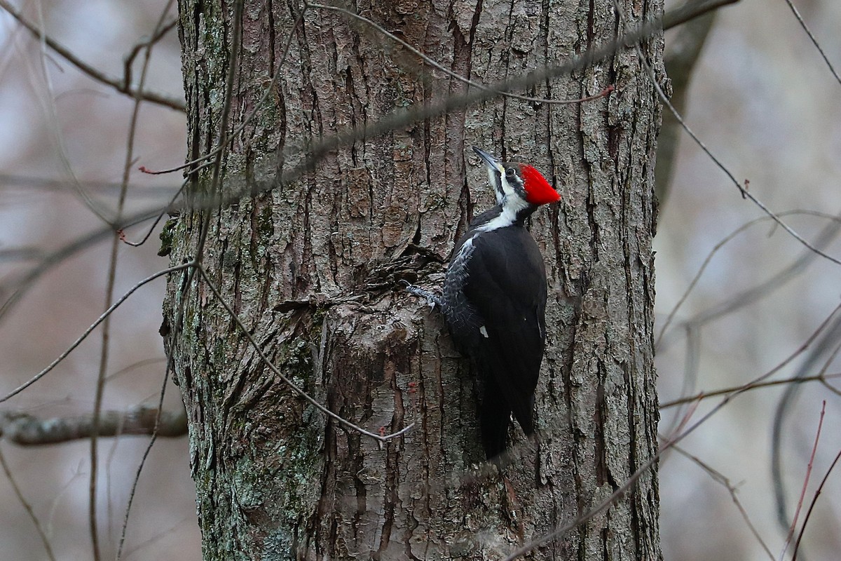 Pileated Woodpecker - ML647154119
