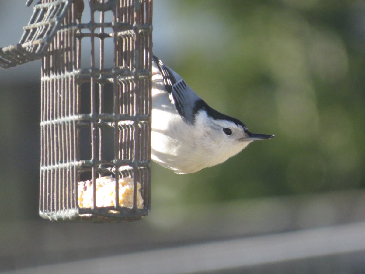 White-breasted Nuthatch (Eastern) - ML647154120