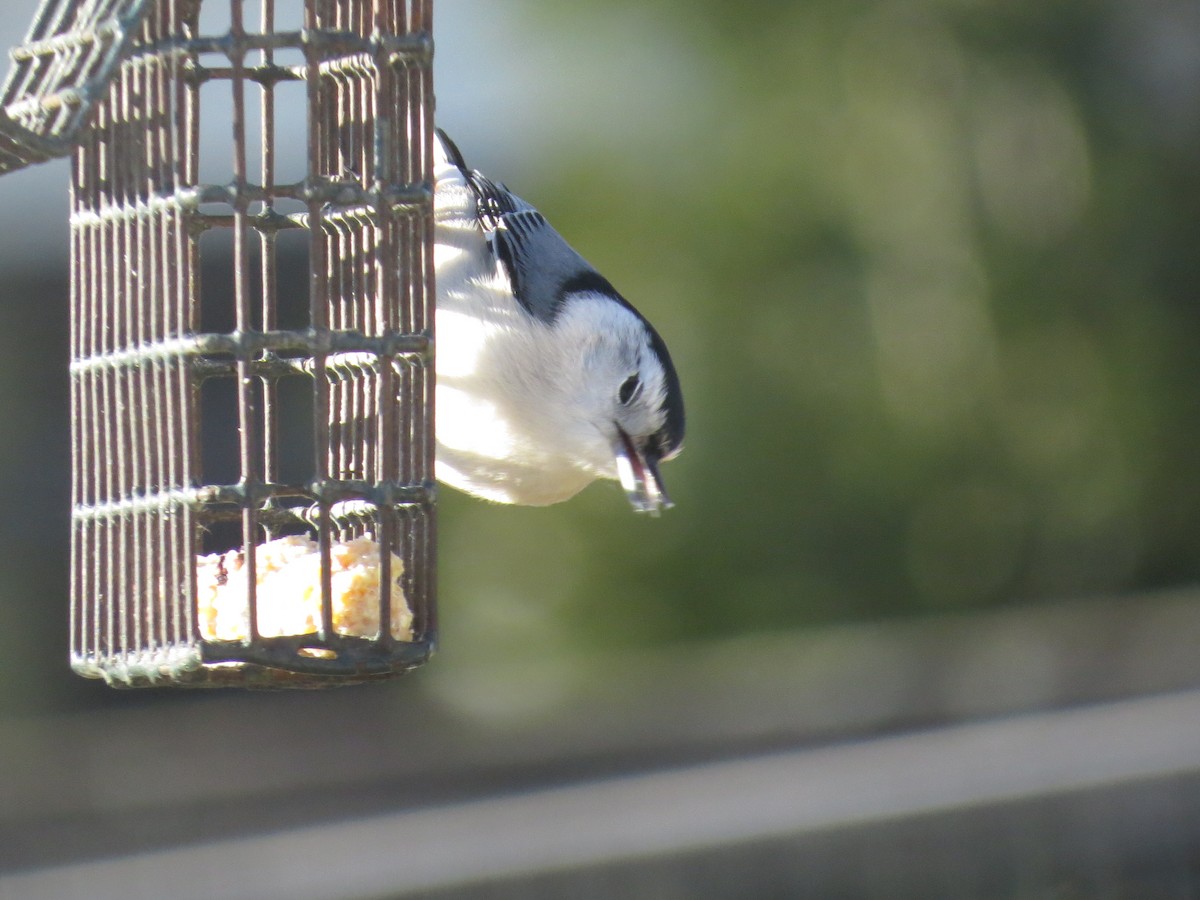 White-breasted Nuthatch (Eastern) - ML647154121