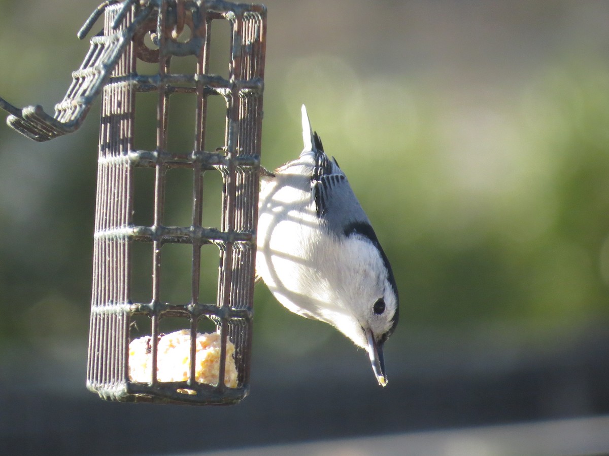 White-breasted Nuthatch (Eastern) - ML647154122