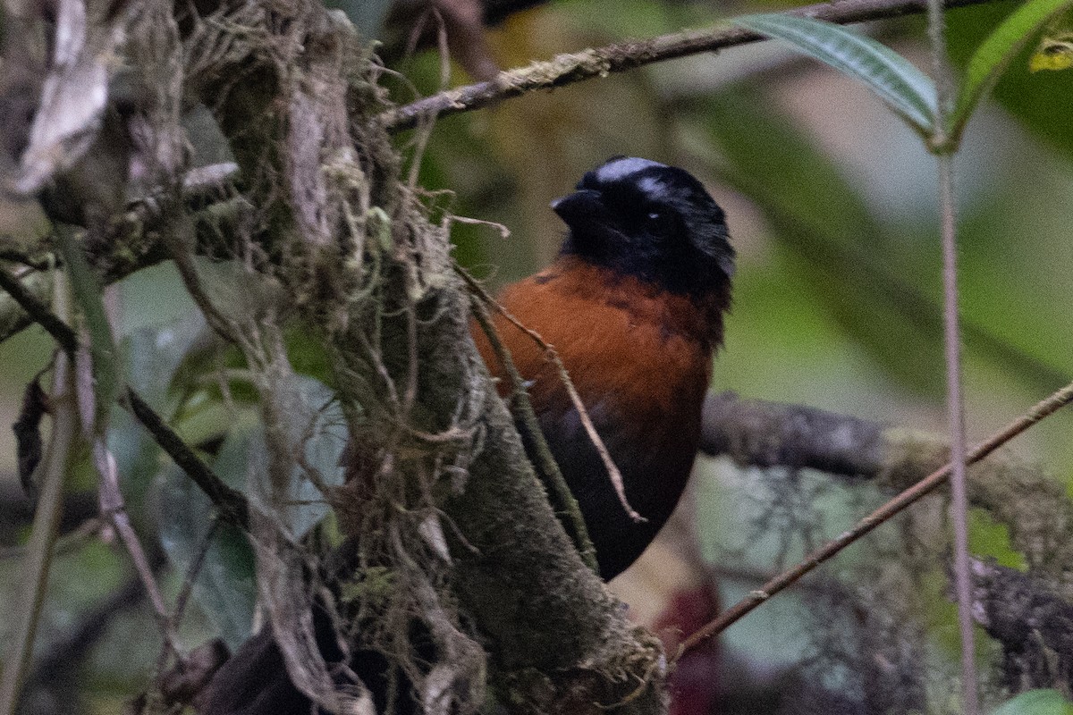 Tanager Finch - ML647154123