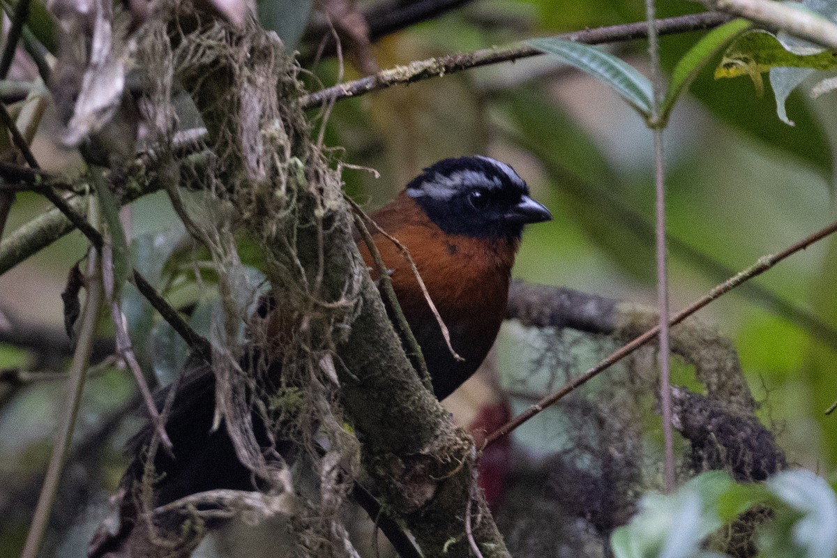 Tanager Finch - ML647154124