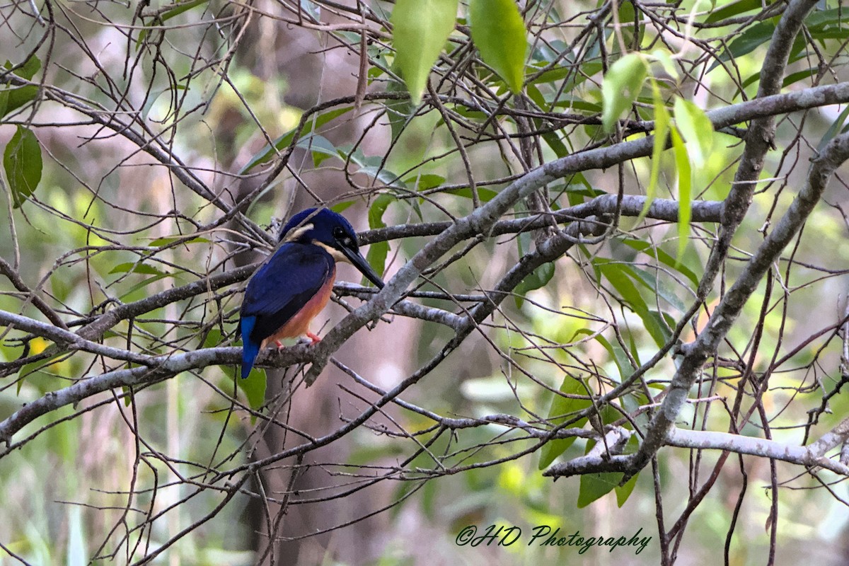 Azure Kingfisher - ML647154125