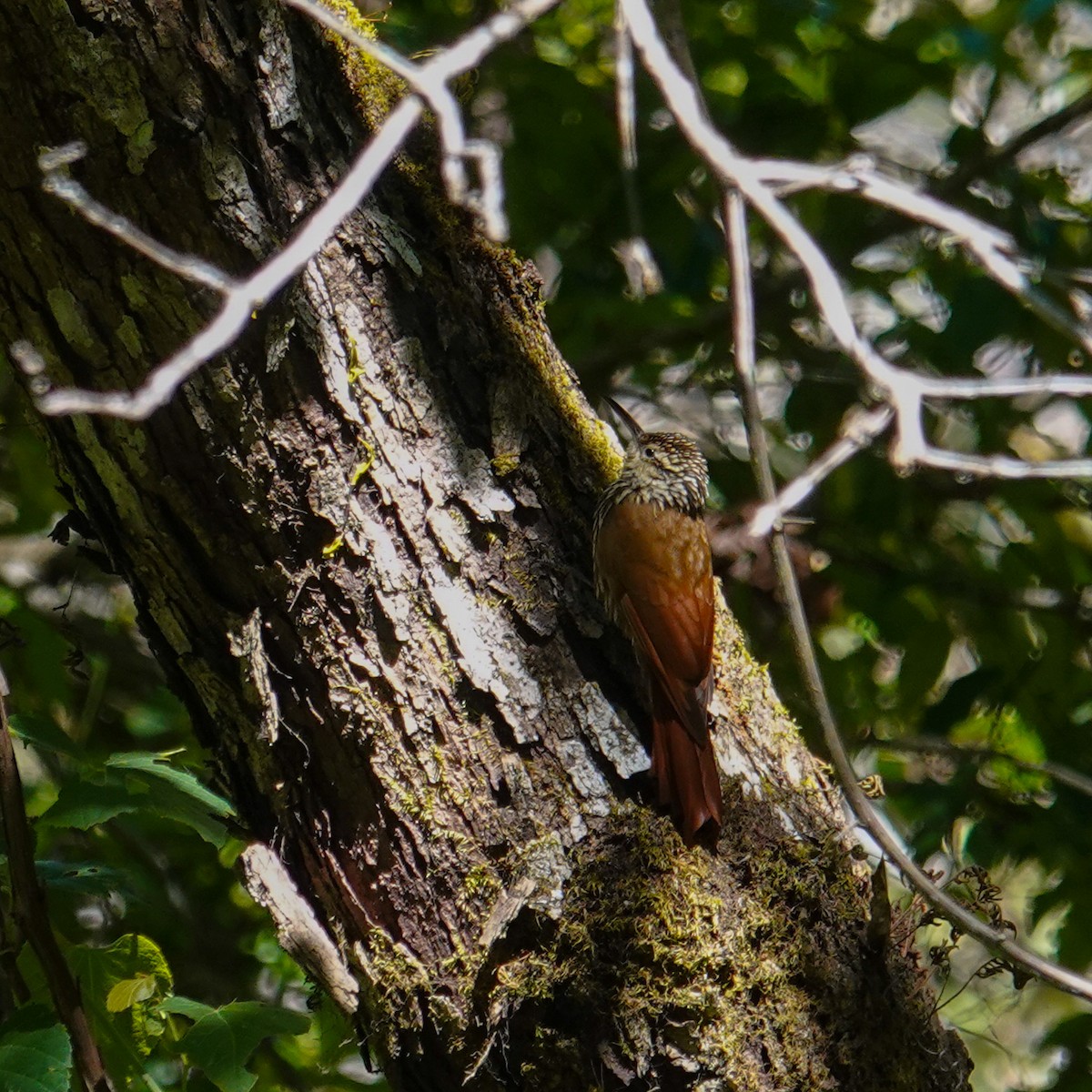 White-striped Woodcreeper - ML647154126
