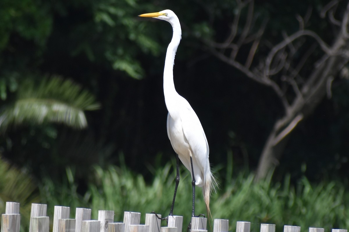 Great Egret - ML647154127