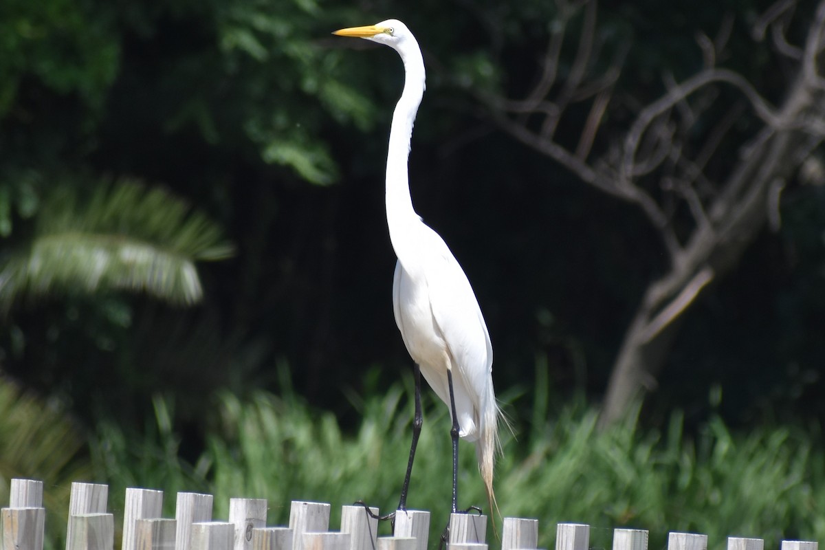 Great Egret - ML647154128
