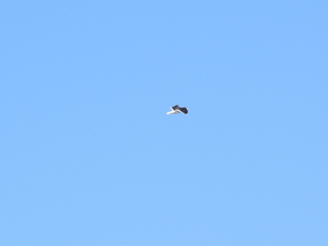 Great Black-backed Gull - ML647154129