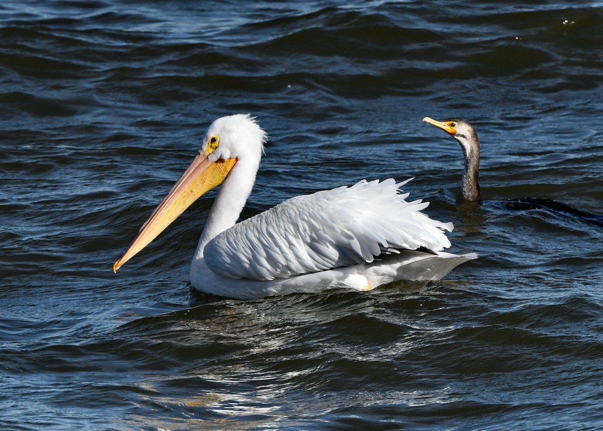 American White Pelican - ML647154130
