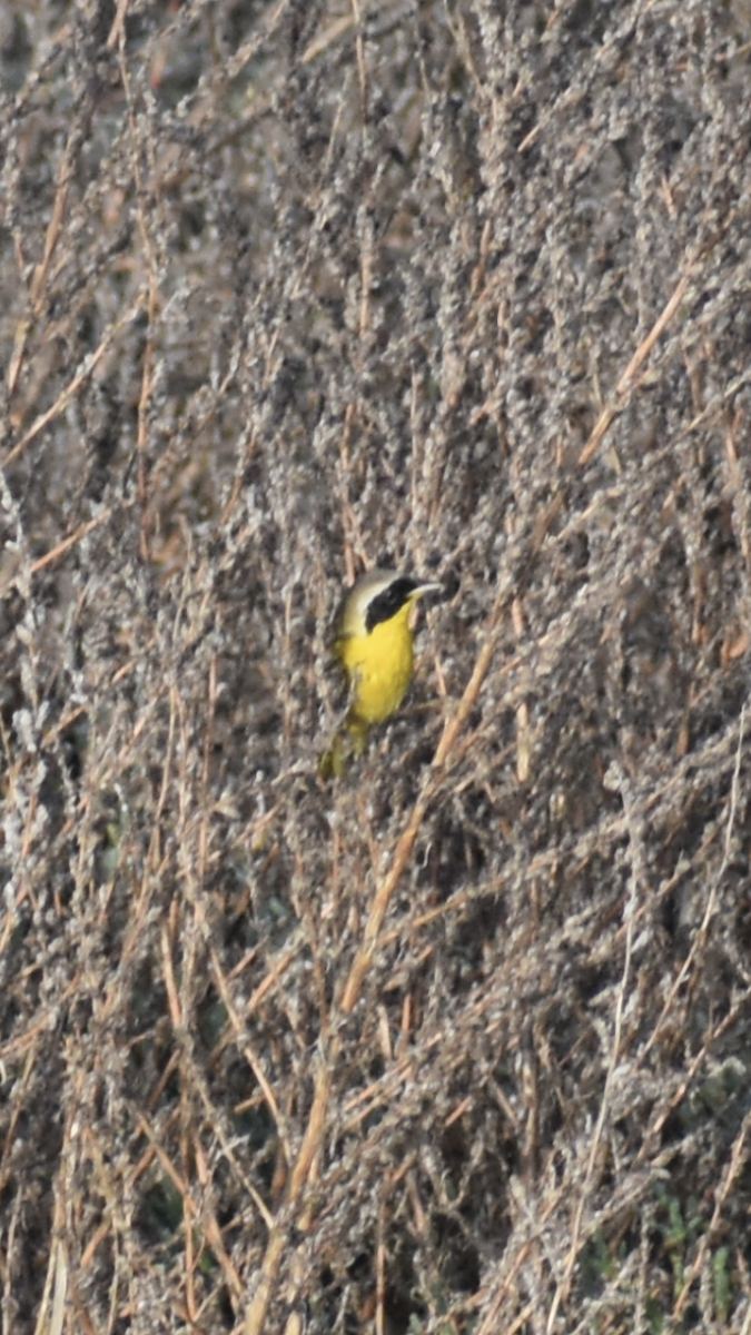 Common Yellowthroat - ML647154132