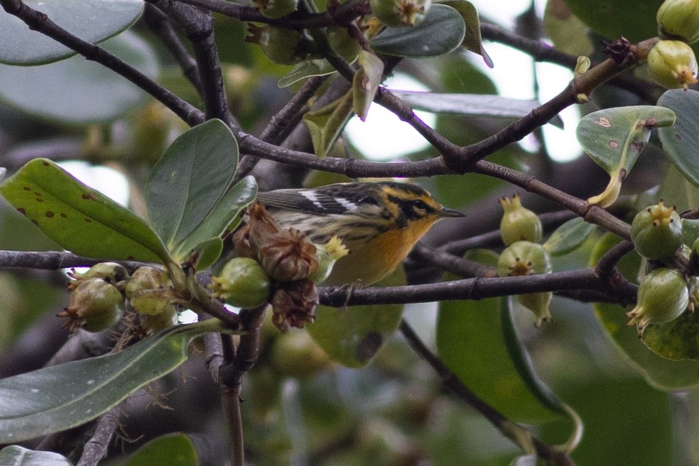 Fichtenwaldsänger - ML647154140