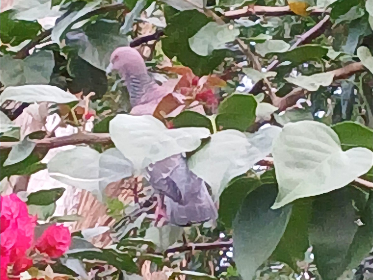 Picazuro Pigeon - ML647154158