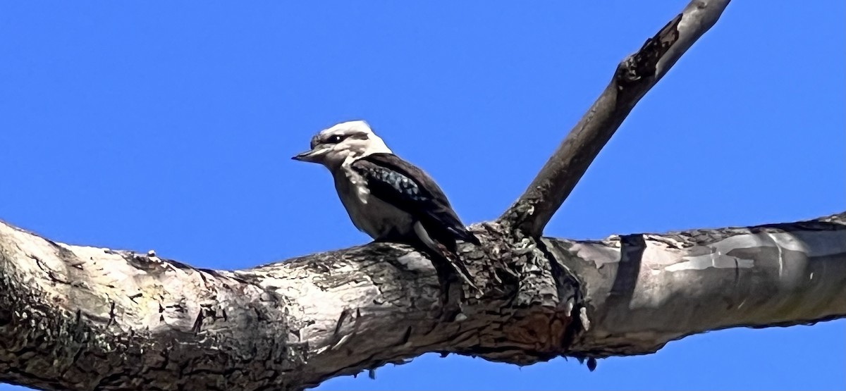 Laughing Kookaburra - ML647154159