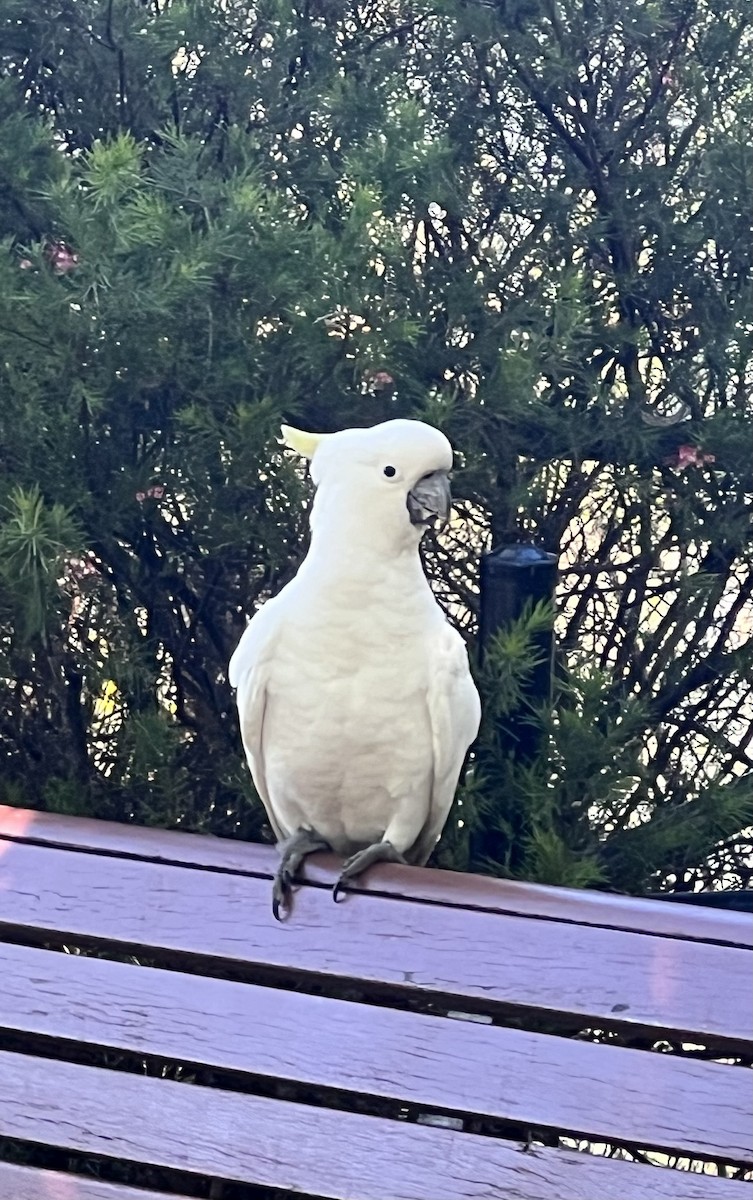 Какаду жовточубий - ML647154177