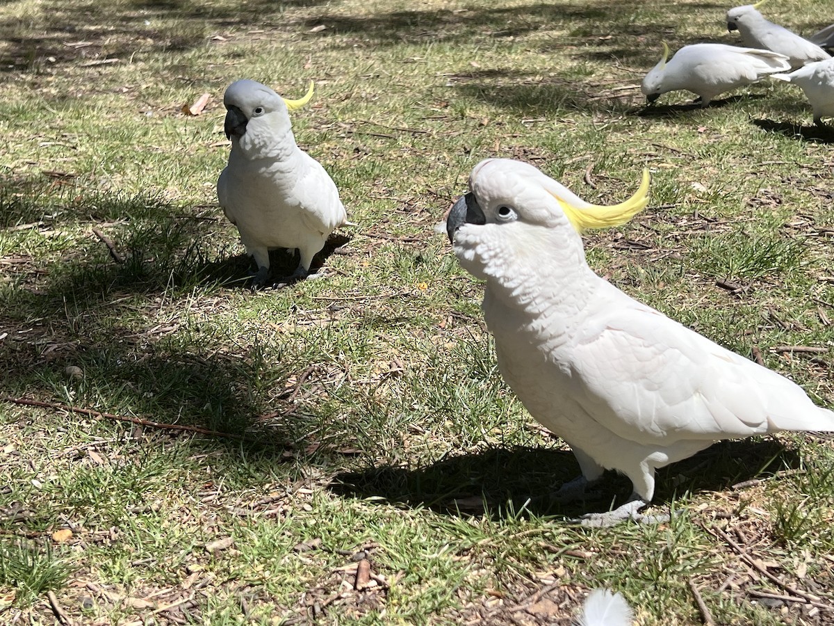 Какаду жовточубий - ML647154178