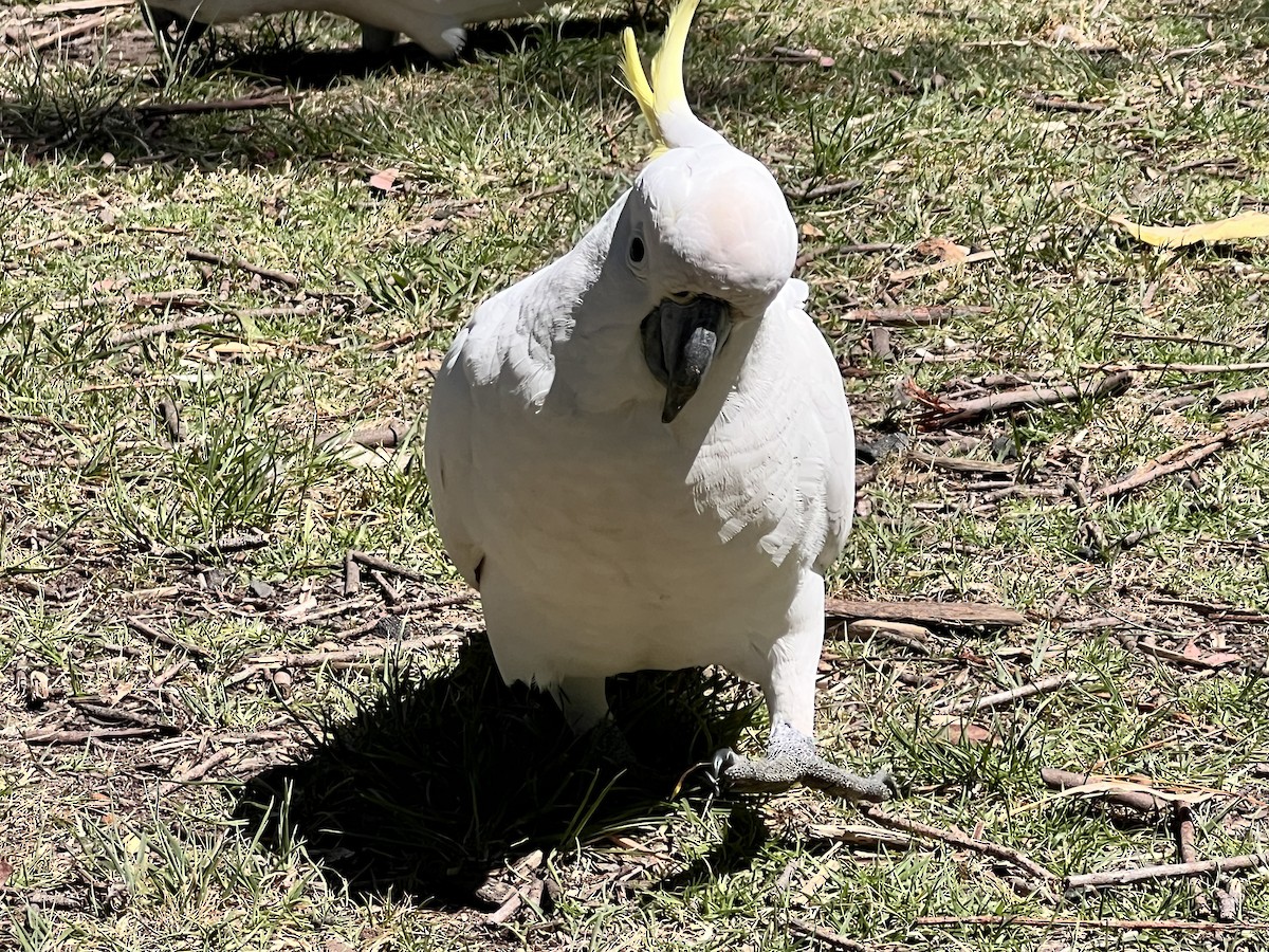 Какаду жовточубий - ML647154179