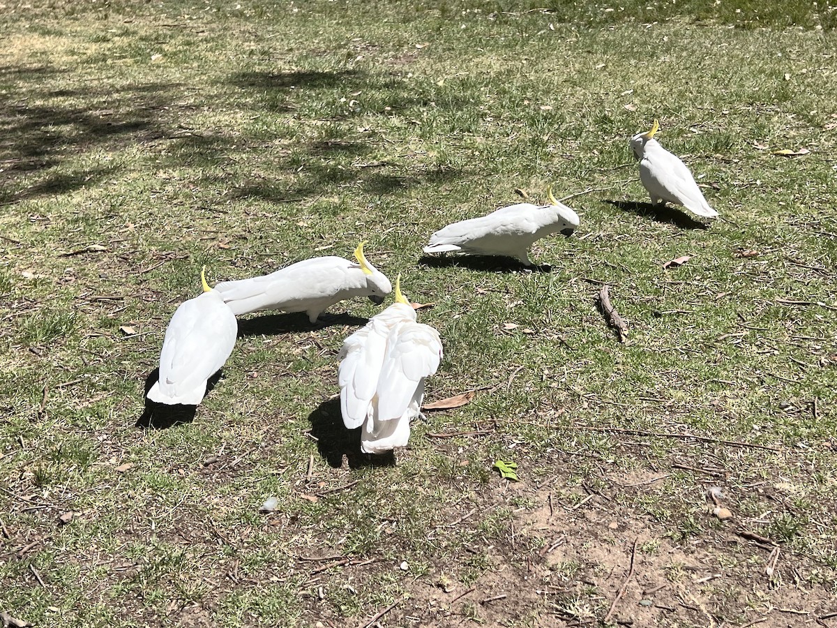 Какаду жовточубий - ML647154180