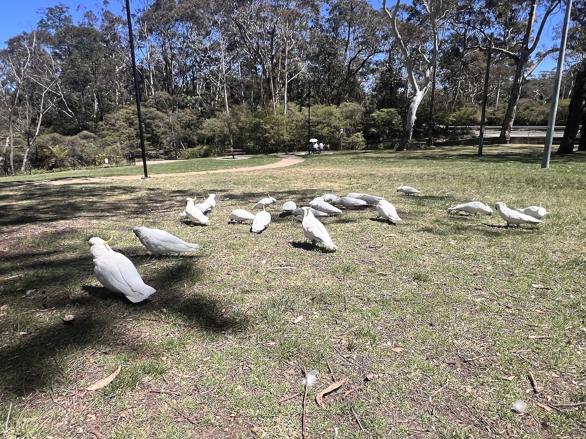 Какаду жовточубий - ML647154181