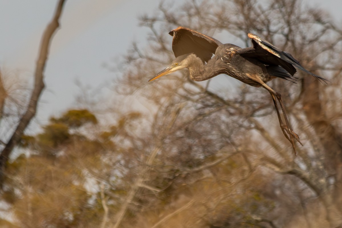 Amerika Gri Balıkçılı [herodias grubu] - ML647154201