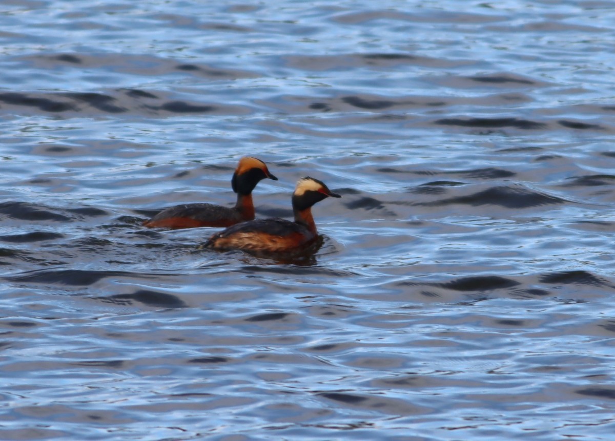 ミミカイツブリ - ML647154212