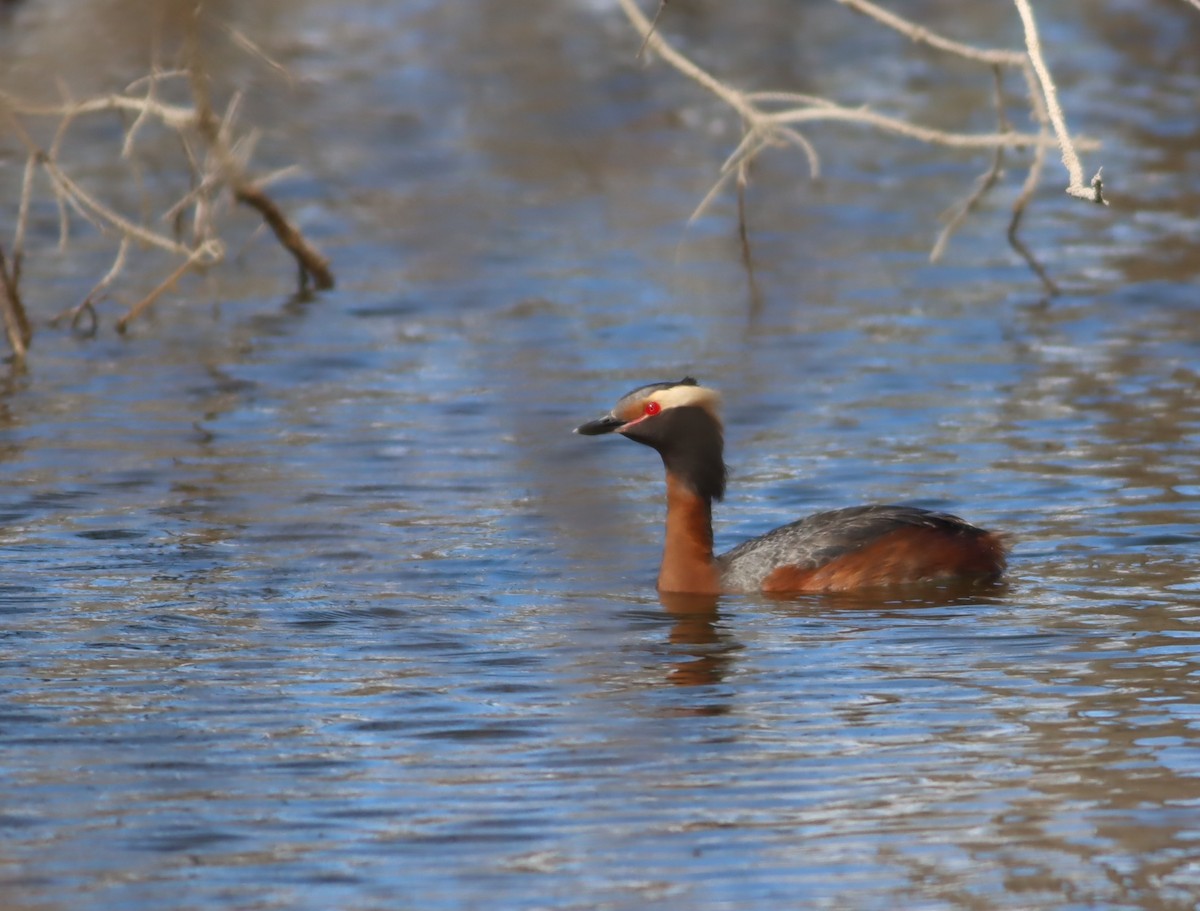 ミミカイツブリ - ML647154213