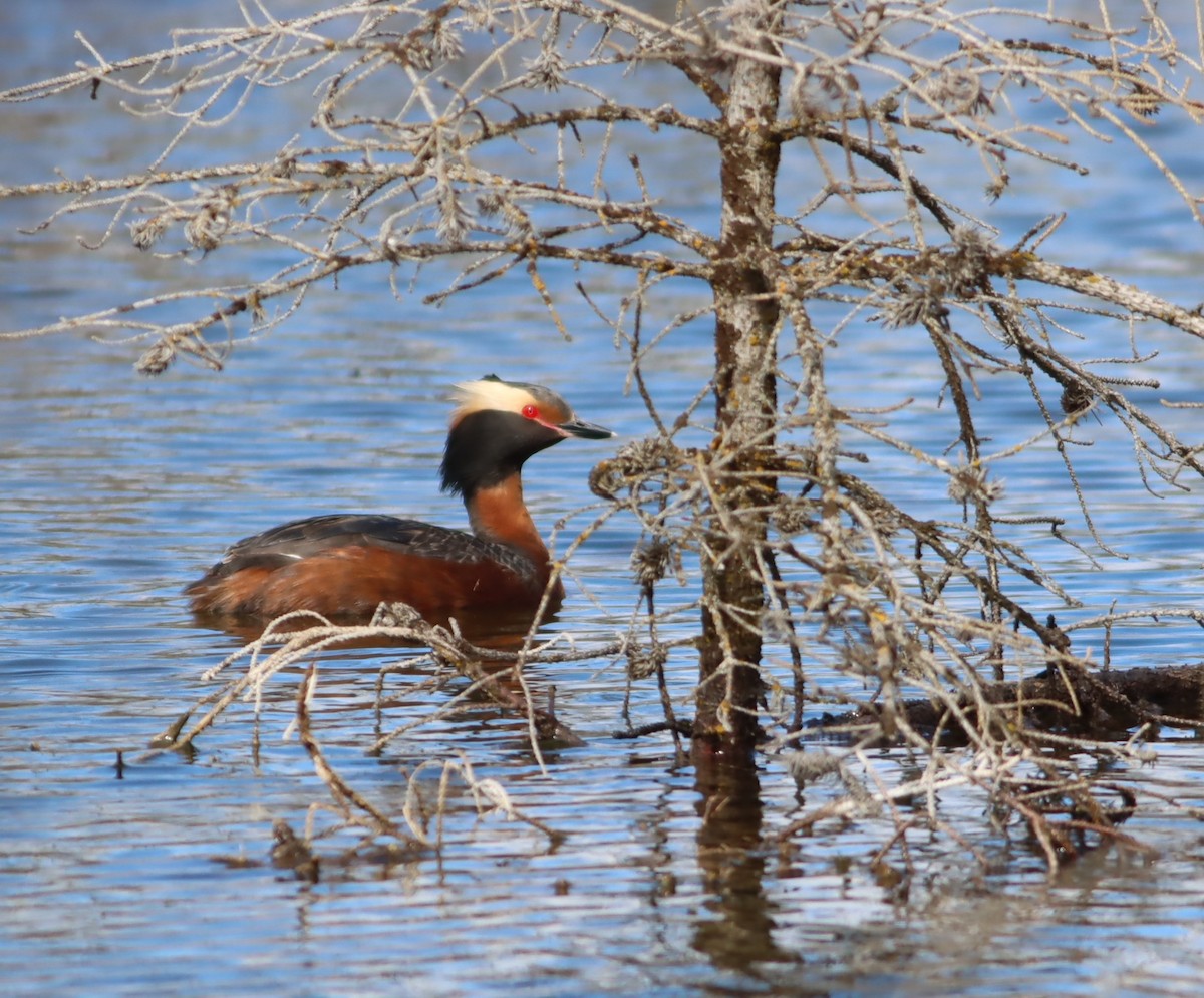 ミミカイツブリ - ML647154214