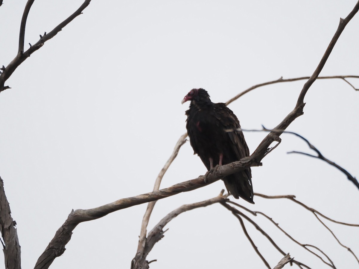 Urubu à tête rouge - ML647154215
