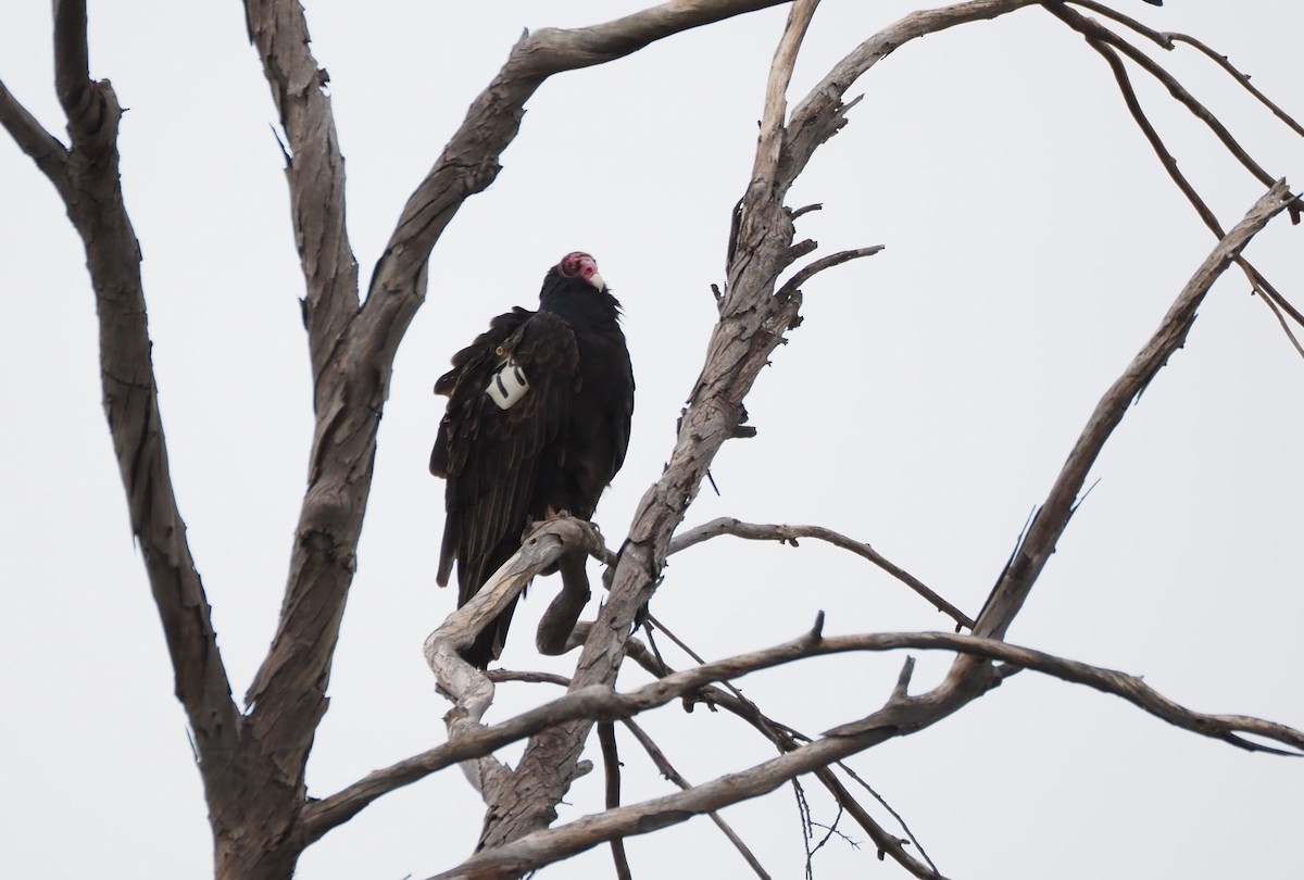 Urubu à tête rouge - ML647154216