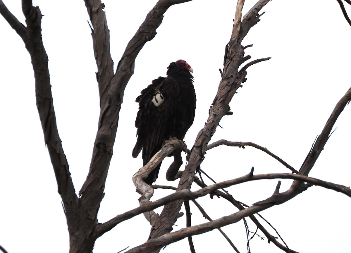 Urubu à tête rouge - ML647154217