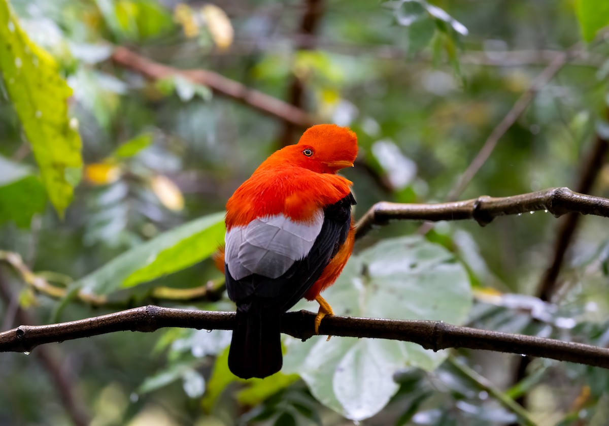 Andean Cock-of-the-rock - ML647154225