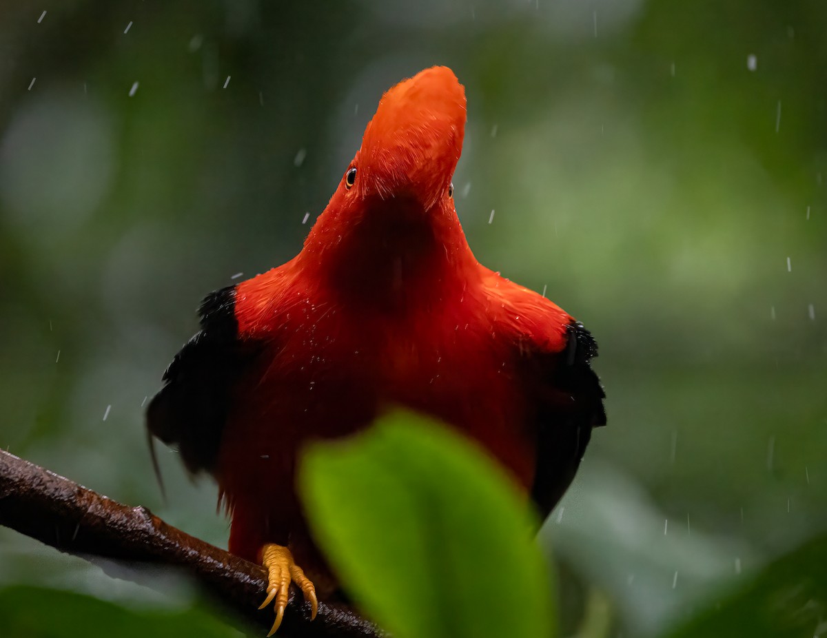 Andean Cock-of-the-rock - ML647154226