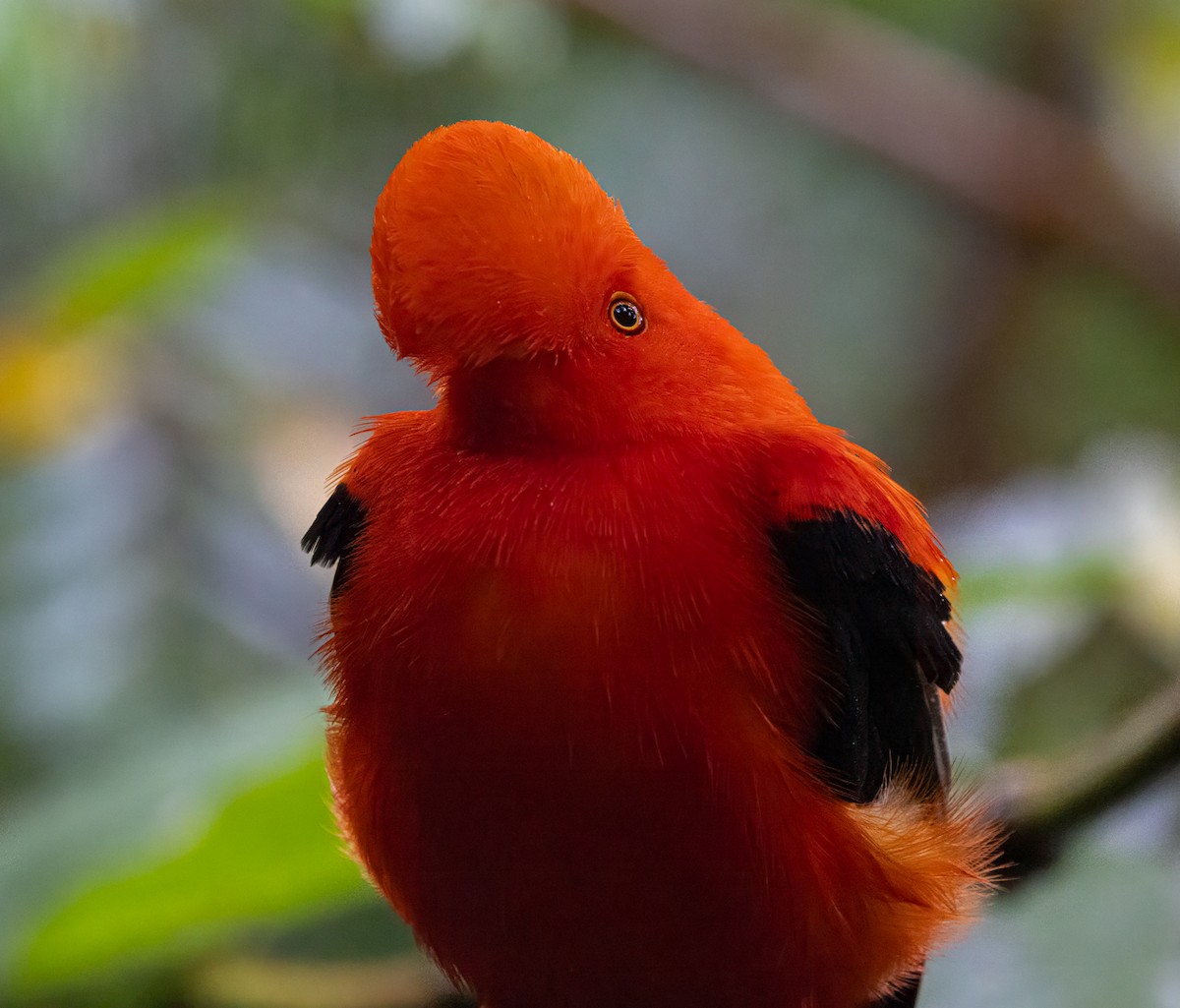 Andean Cock-of-the-rock - ML647154227
