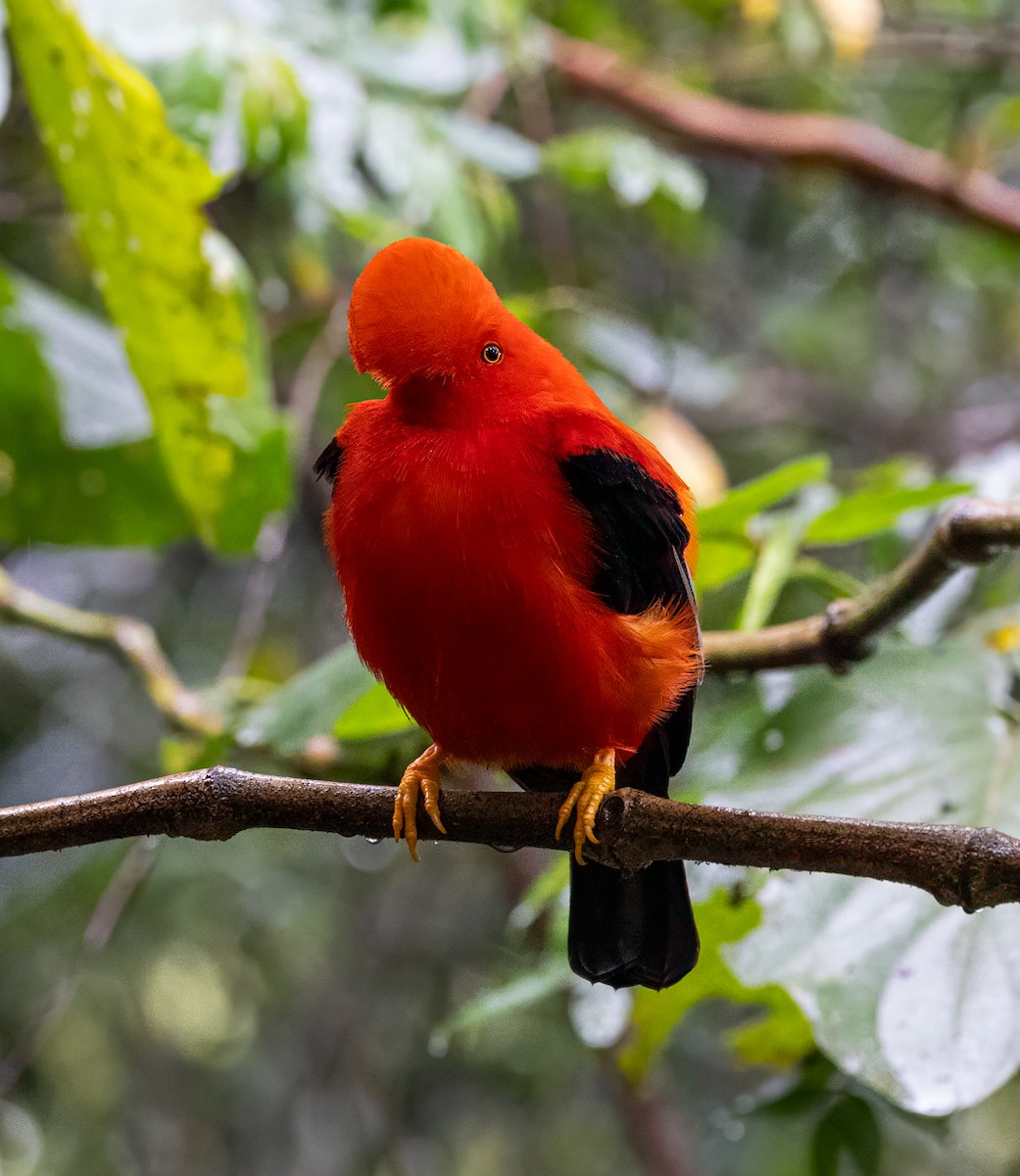 Andean Cock-of-the-rock - ML647154228