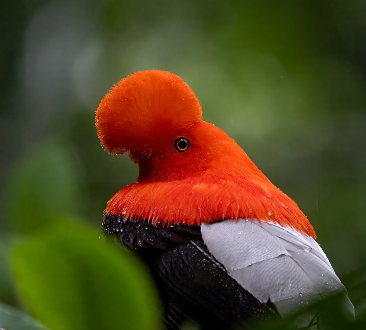 Andean Cock-of-the-rock - ML647154229