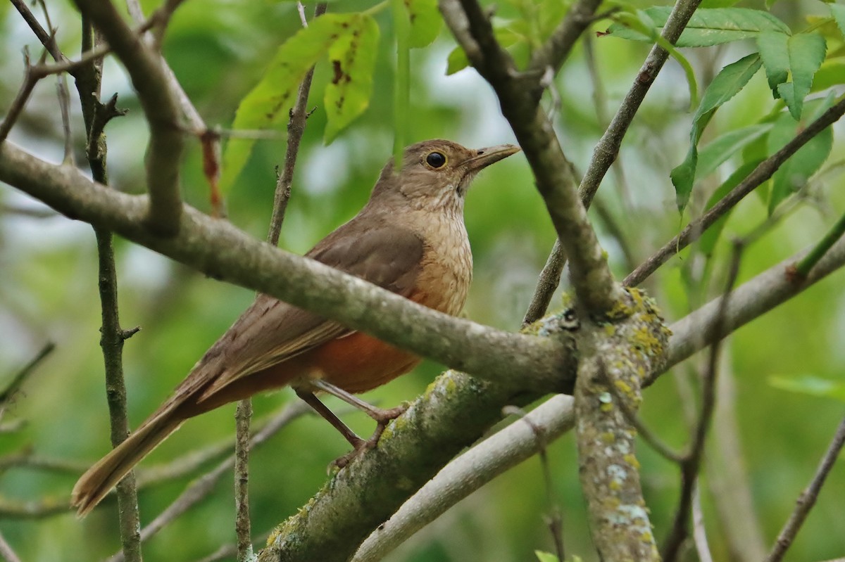 Rufous-bellied Thrush - ML647154230