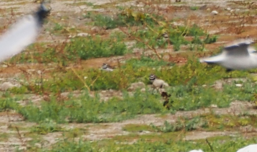 Semipalmated Plover - ML647154231