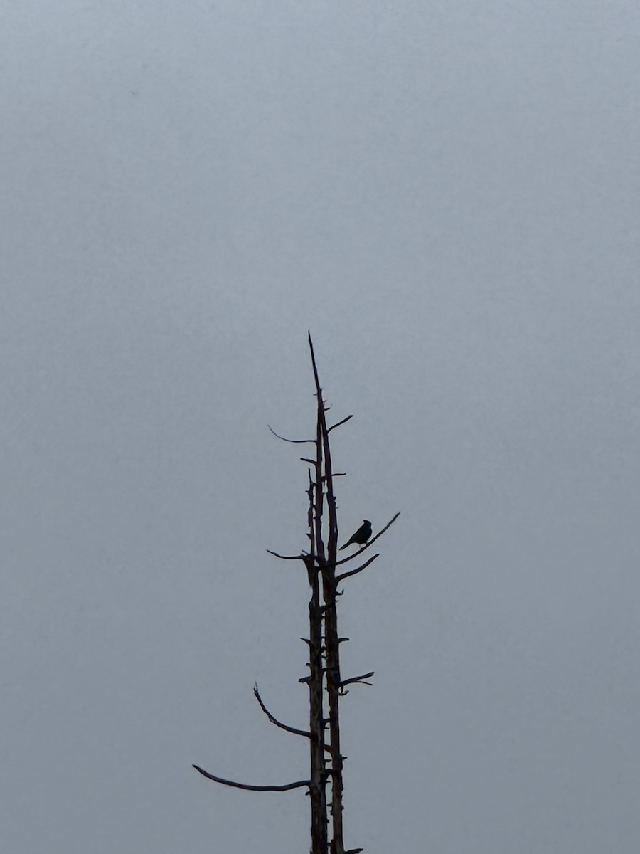 Steller's Jay - ML647154235