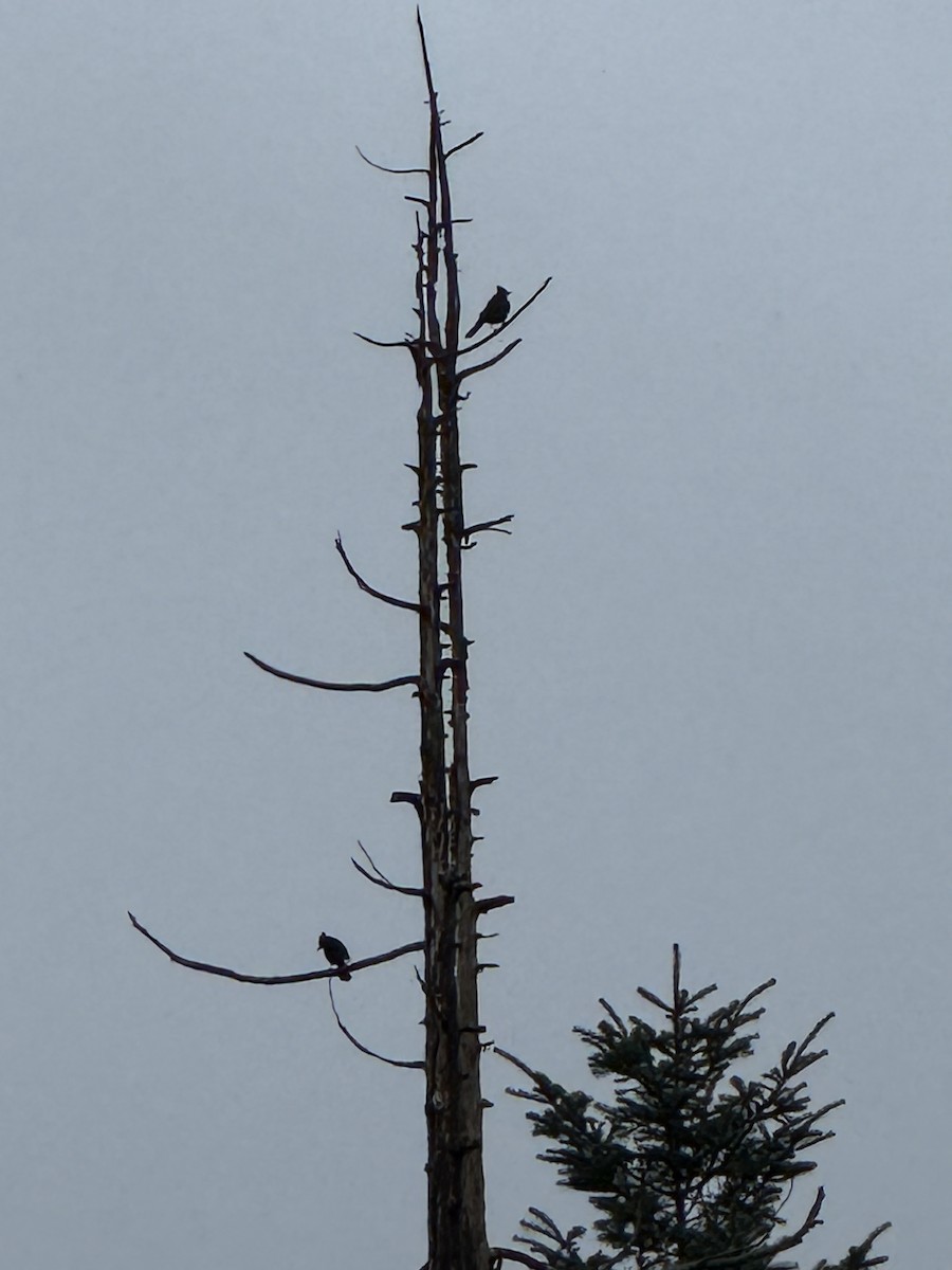 Steller's Jay - ML647154236