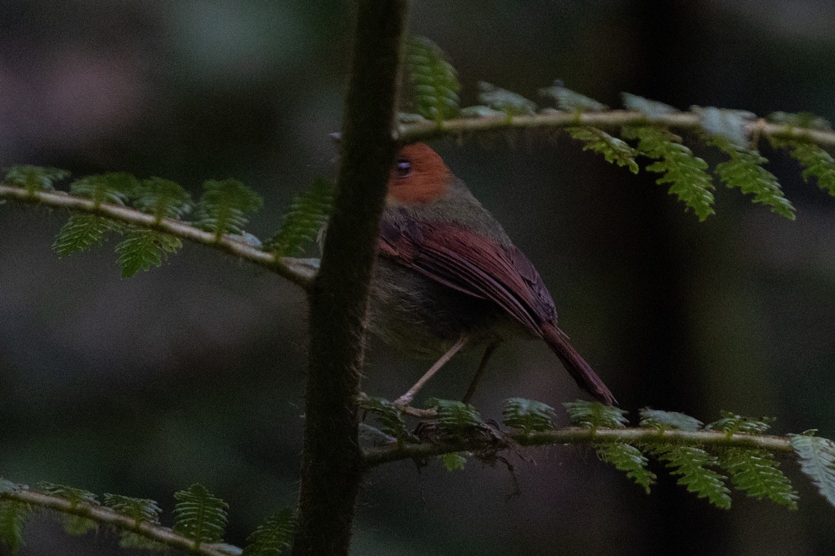 Rotkopftyrann - ML647154237