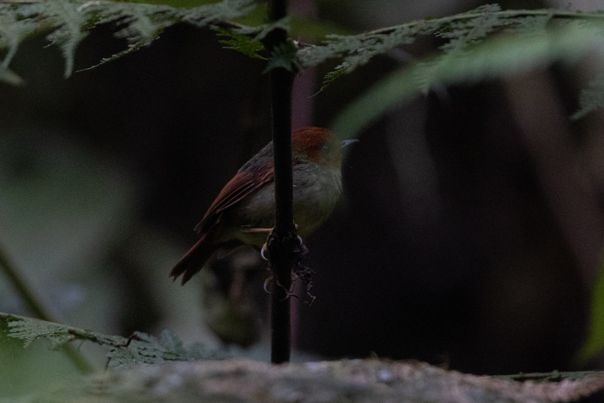 Rotkopftyrann - ML647154238