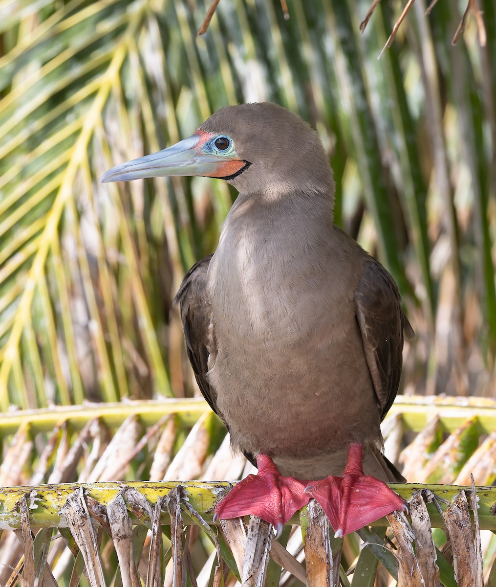 Сула червононога - ML647154248