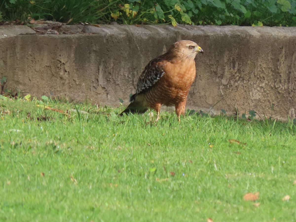 Red-shouldered Hawk - ML647154255