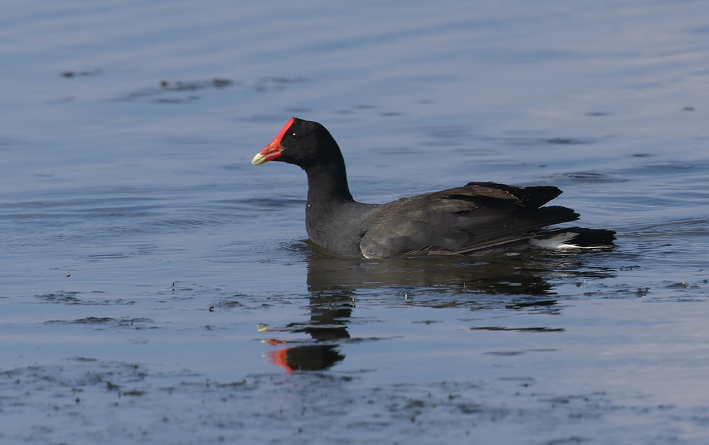 Курочка латиноамериканська - ML647154256