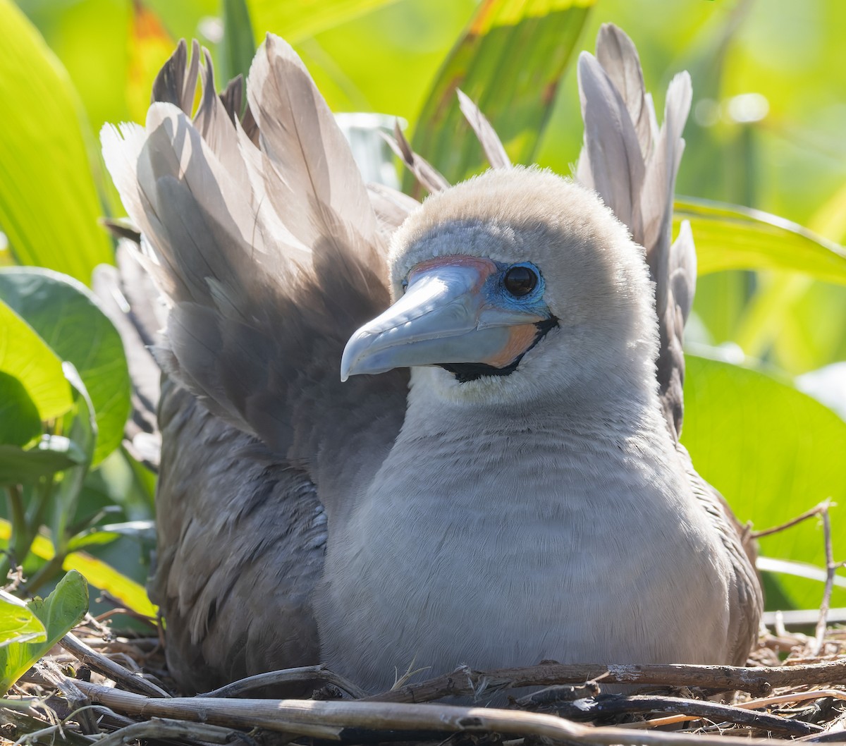 Сула червононога - ML647154260