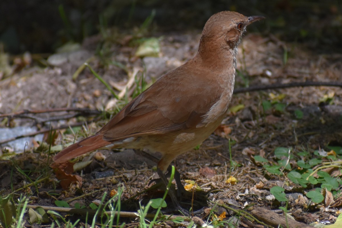 Rufous Hornero - ML647154268