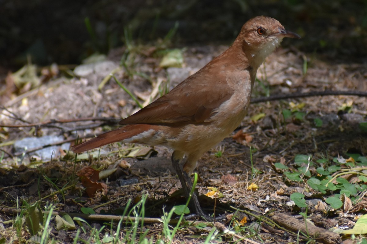 Rufous Hornero - ML647154269