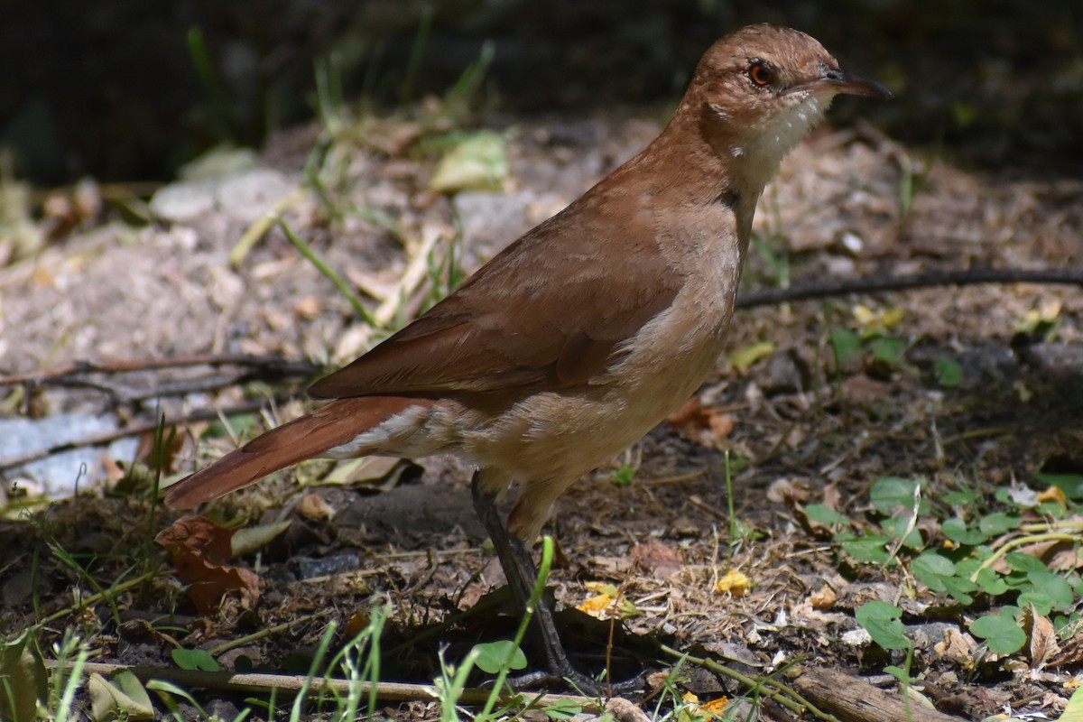 Rufous Hornero - ML647154270