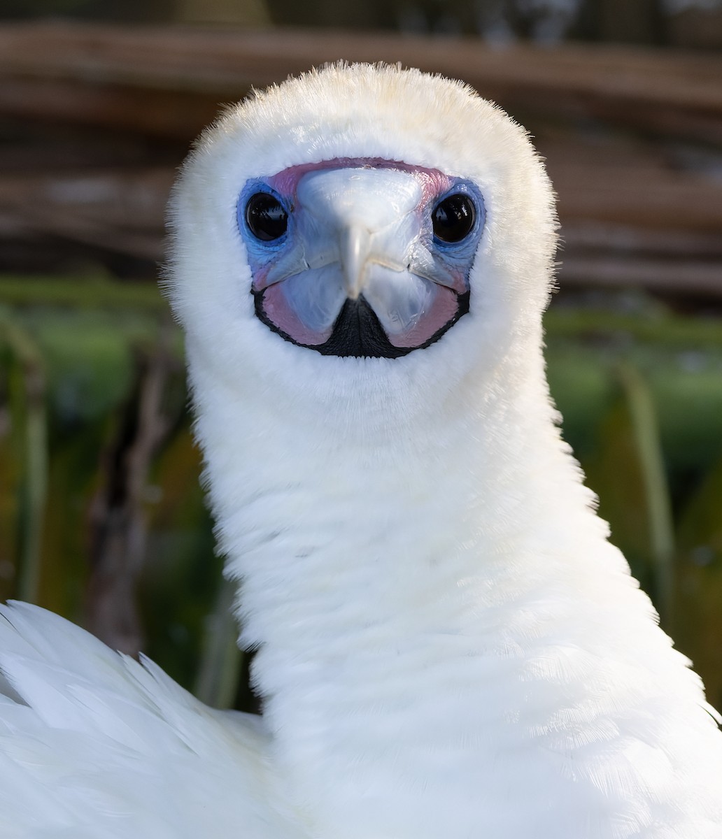 Сула червононога - ML647154271