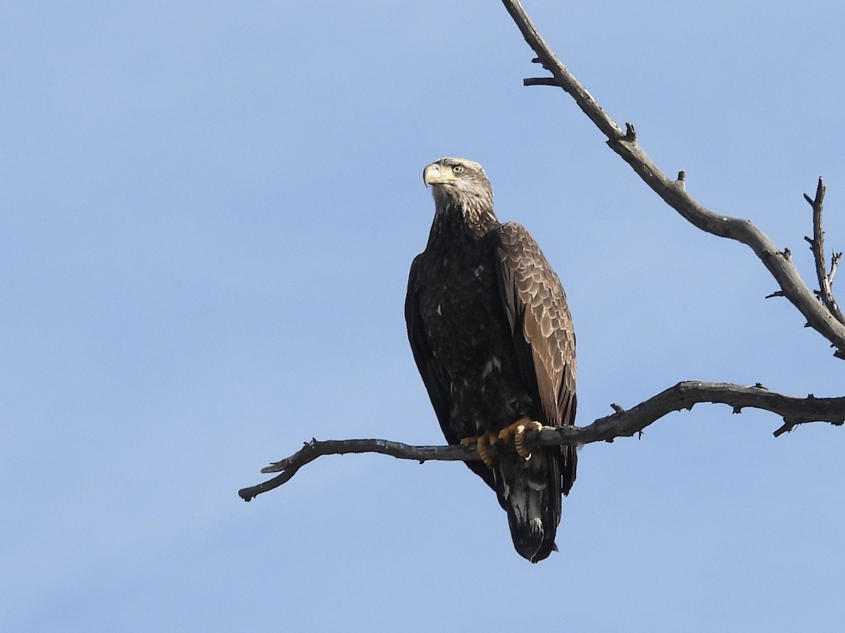 Bald Eagle - ML647154272