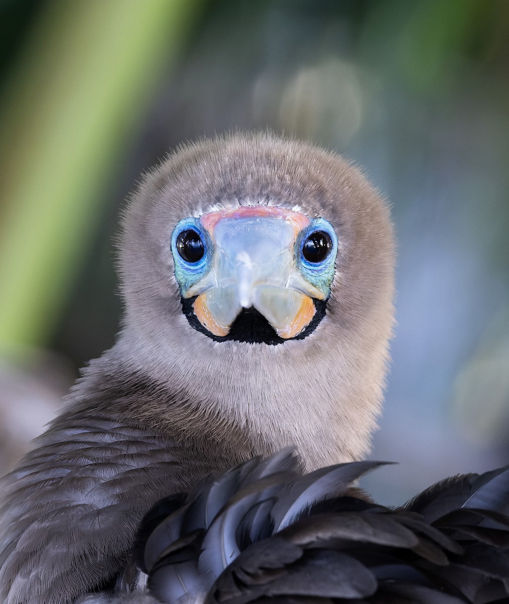 Сула червононога - ML647154273